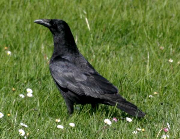 Corvus corone, Carrion Crow