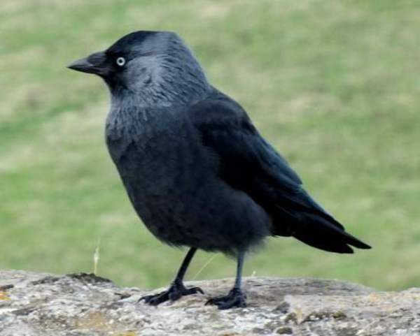 A young jackdaw