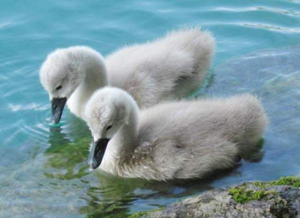 Young cygnets, Slovenia