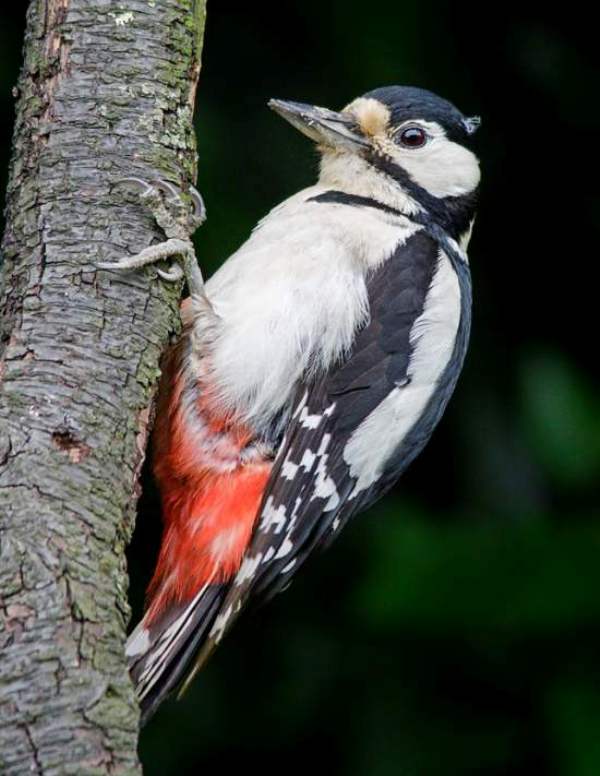 Great-spotted woodpecker, adult female