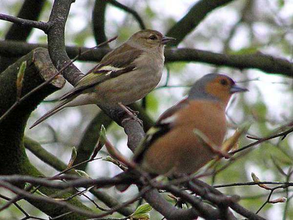 Chaffinches.male and female adults