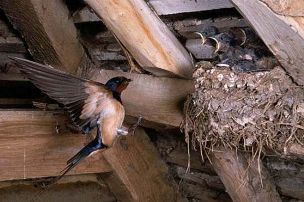 Nest and young with adult Swallow approaching