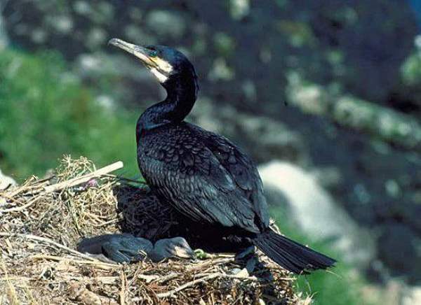 Cormorant on nest with young