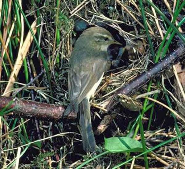 A Willow Warbler