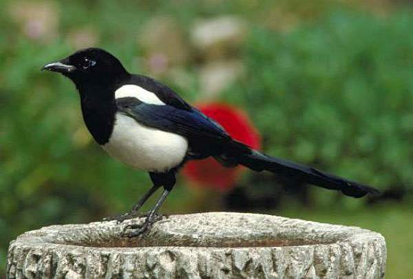 Magpie at rest