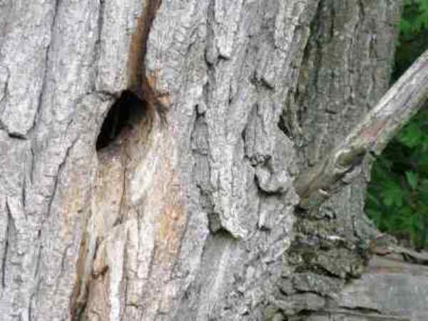 Green Woodpecker nest