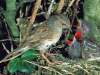 Dunnock (hedge sparrow)