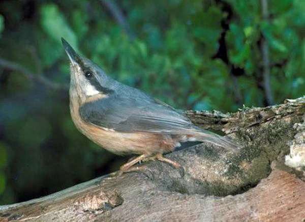 Nuthatch, CCW picture