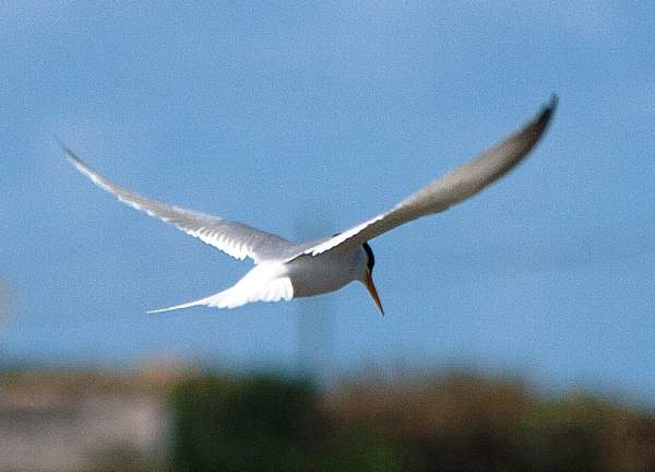 Sternula albifrons, Little Tern, in flight