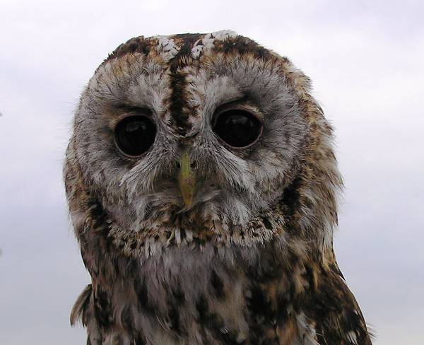 Tawny Owl, closeup