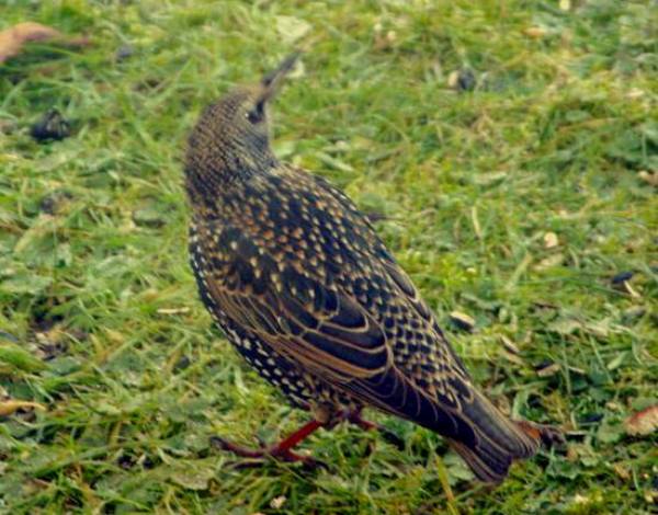Starling in Wales UK