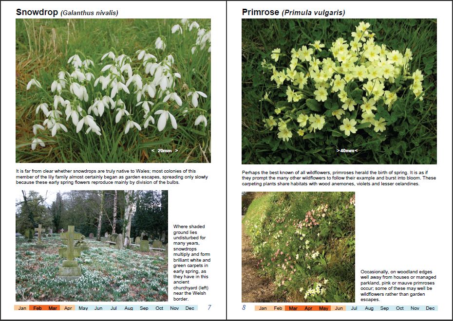 Sample pages from Wonderful Wildflowers of Wales, Vol1-a