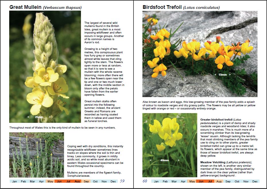 Wonderful Wildflowers of Wales, Vol1-j
