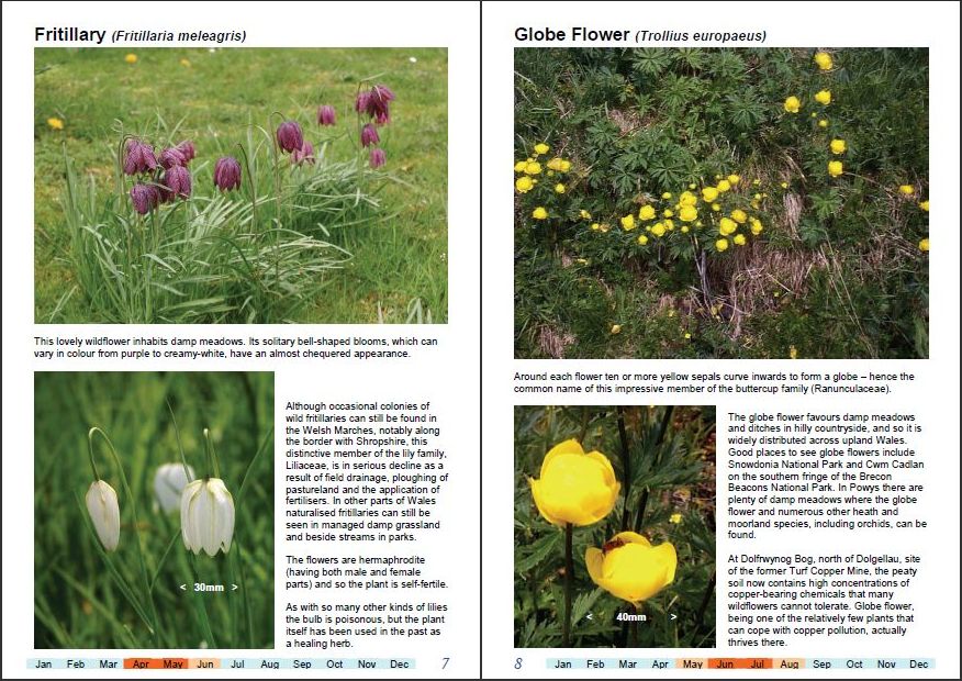 Sample pages from Wonderful Wildflowers of Wales, Vol3-a