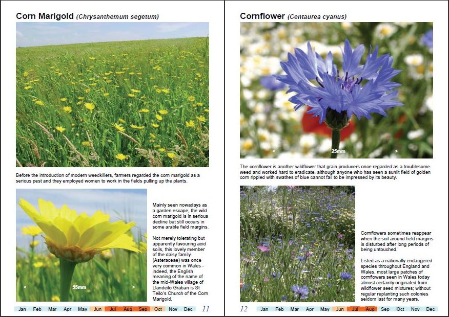 Wonderful Wildflowers of Wales, Vol3-b
