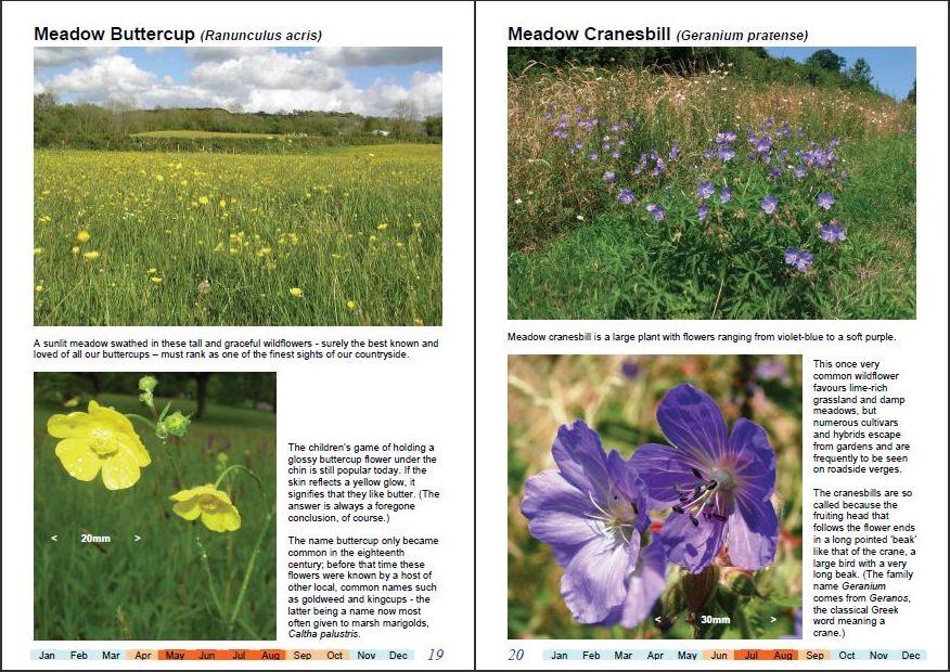 Wonderful Wildflowers of Wales, Vol3-c
