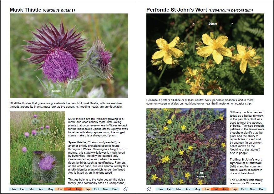 Wonderful Wildflowers of Wales, Vol3-k