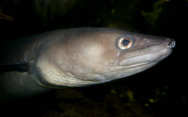 Head of a conger eel