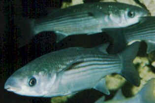 A shoal of thick-lipped grey mullet