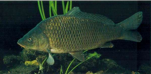 Young Common Carp