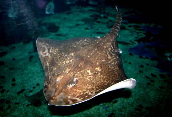 A thornback ray
