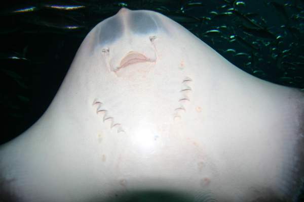 Underside view of a Thornback Ray