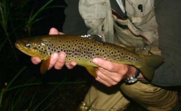 A 3 lb brown trout