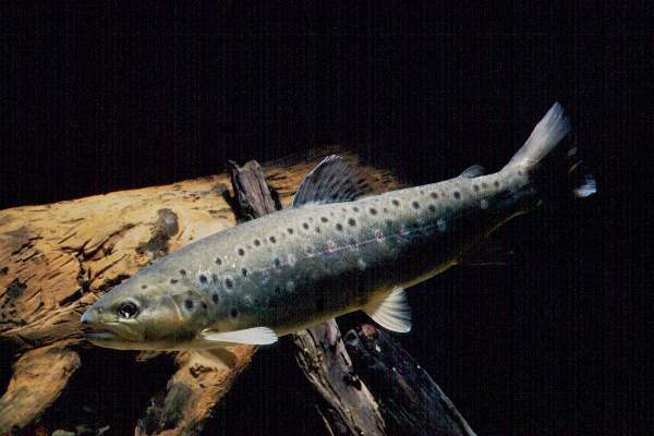 A brown trout resting near cover