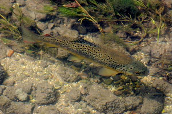 A chalkstream brown trout