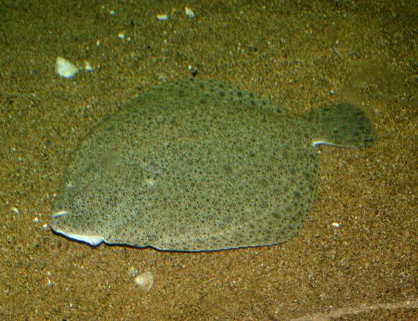 Turbot in shallow water