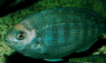 Black bream, showing the dark bars on the flanks