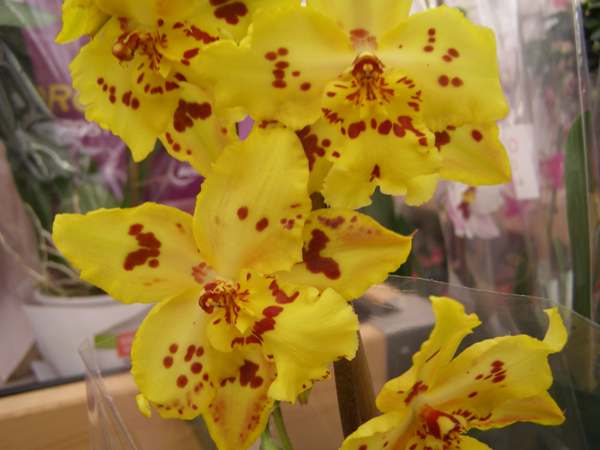 Cambria orchid 1