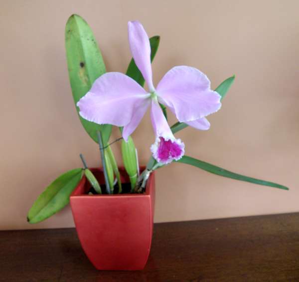 Cattleya orchid in a pot