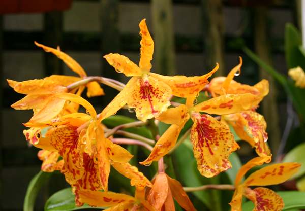 Caring for Odontoglossum Orchids as House Plants