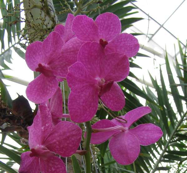 vanda orchid