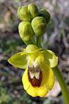 Ophrys lutea - Yellow Ophrys - Yellow Bee Orchid