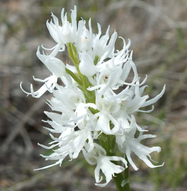Orchis italica var alba