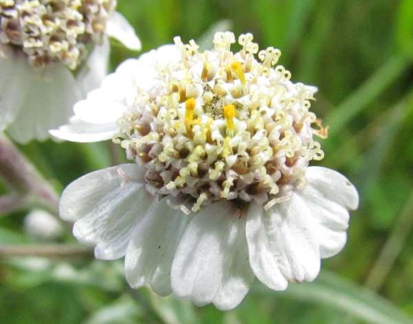 Achillea ptarmica, Sneezewort, closeup of a compound flower