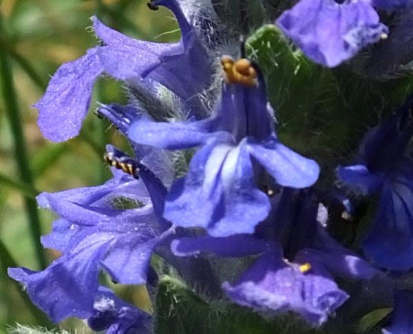 Ajuga genevensis, Blue Bugloss or Upright Bugloss, closeup of flowers