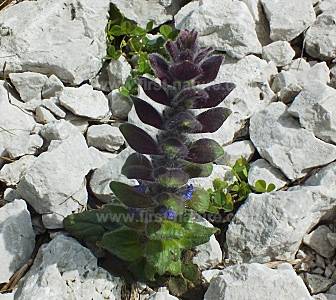Pyramidal Bugle, Ajuga pyramidalis, growing in limestone scree