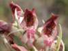 Bug Orchid, Anacamptis coriophora