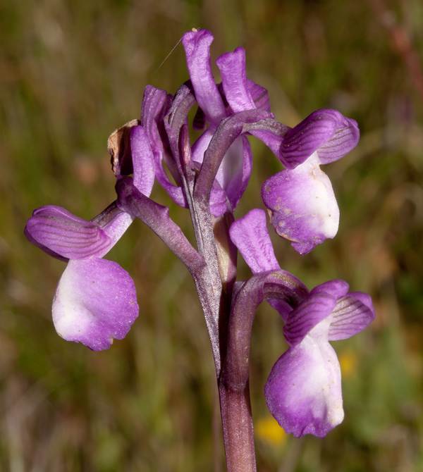 Champagne Orchid, southern Portugal