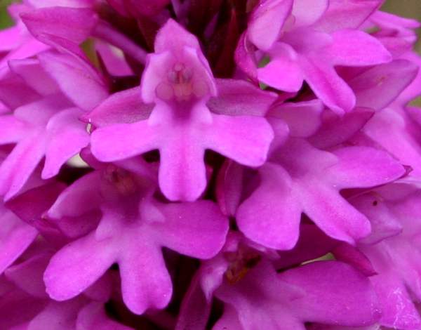 Anacamptis pyramidalis - Pyramidal Orchid, closeup of flower