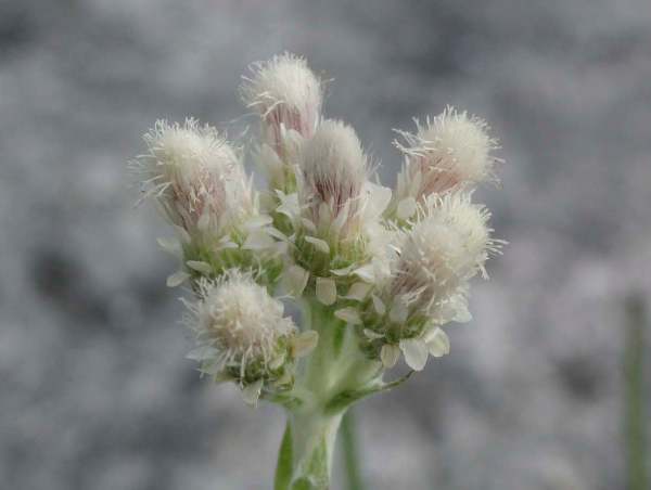 Antennaria dioica, Mountain Everlasting, female flowers