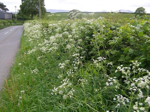 Cow Parsley in a hedgerow