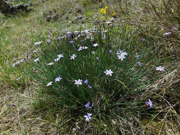 Aphyllanthes monspeliensis, Blue Grass Lily