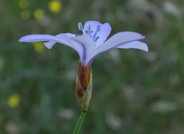 Aphyllanthes monspeliensis, side view of flower