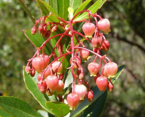 Flowers of the Strawberry Tree, Arbutus unedo