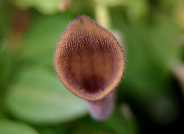 Dutchman's Pipe - Aristolochia baetica, closeup of flower
