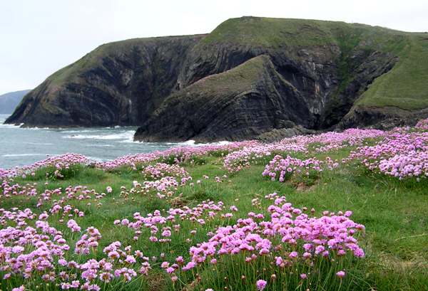 Thrift on a West Wales coastal cliff
